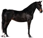 American Saddlebred mare.jpg