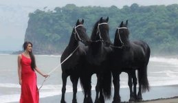 a.baa-beautiful-black-horse.jpg