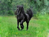 animals_black_horse-0019.jpg
