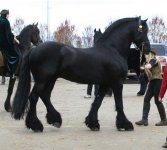 horse_37__black_stallion_by_cyborgsuzystock.jpg
