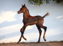 horse foal.jpg