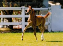 arab foal.jpg