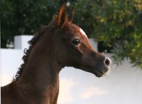 arab horse foal.jpg