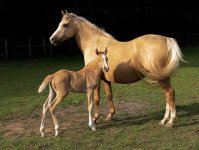 Mare_and_foal_(Kvetina-Marie).jpg