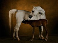 white_stallion_with_baby_horse_wallpaper_-_1024x768.jpg