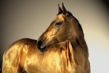 The horses of the Akhal-teke.jpg