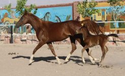 Arabian-Mare-Horse_2013-10-02.jpg