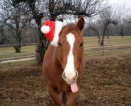 christmas-horse.jpg