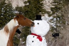 Christmas Horse.jpg