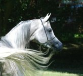 Mambo stallion (21)-smallweb-headneck-by xx.jpg