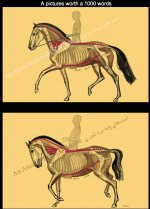 horse anatomy 2.jpg