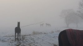 horse in snow 1.jpg
