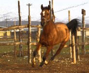 dareshouri horse1 1.jpg