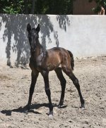 akhal filly.jpg