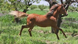 caspian horse filly.jpg
