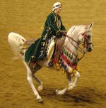 Arabian-Horse.jpg