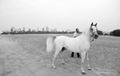 white-arabian-horse-desert-bahrain1-1024x655.jpg