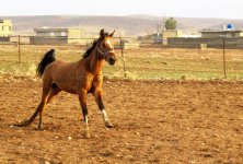 Dareshouri Horse (7).jpg