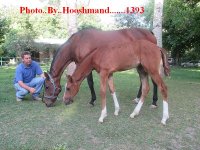 Copy of IMG_2353tara and filly by taghan _001.JPG