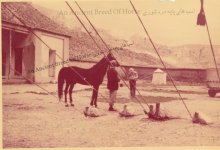 dareshouri horse (2).jpg