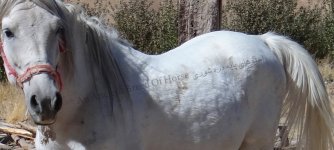 Dareshouri horse (2).jpg