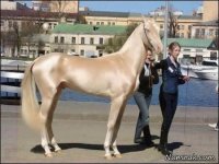 زیباترین-اسب-دنیا--no628.jpg