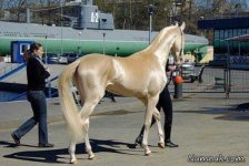 زیباترین-اسب-دنیا--no627.jpg