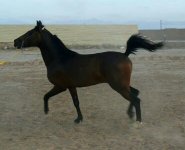 persian horse (1).jpg