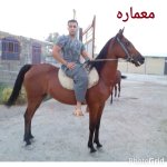 persian horse.jpg