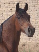 persian horse (3).jpg