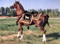 صور-خيول-عربية-أ&#.jpg
