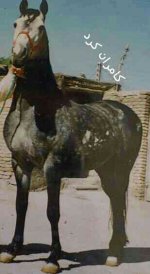 kamran kurdish horse.jpg