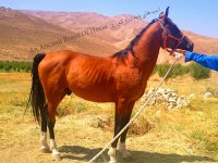 dareshouri horse.jpg