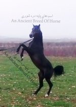 dareshouri horse.-.jpg