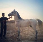 dareshouri horse (15).jpg