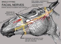 facial nerves.jpg