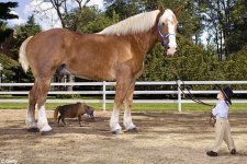 tallest-smallest-horse.jpg
