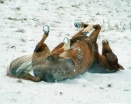 Horse_Rolling_in_snow_Web201.jpg