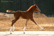 foal.jpg