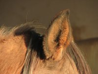 800px-Horse-ear-closeup-0a.jpg