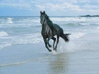 freedom_black_horse_running_over_the_sea.jpg