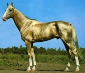 akhal-teke1.jpg