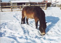 exmoor-pony-winter-sm.jpg