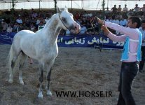 persian-horse33.jpg