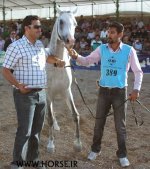 persian-horse34.jpg