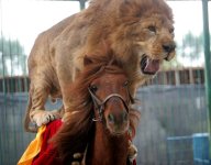 lion_riding_horse.jpg