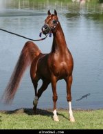 INTERNET.ARAB HORSE (6).jpg