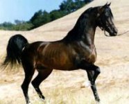 Arabian_horse_613427809.jpg