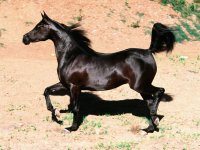 arabian-black-horse.jpg