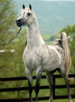 Falcon_BHF__Arabian_Horses_of_Battle_Hill_Farm.jpg